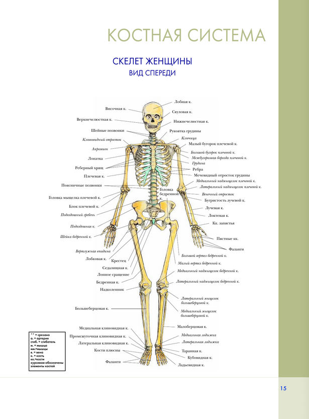 Винсент Анатомия Моды
