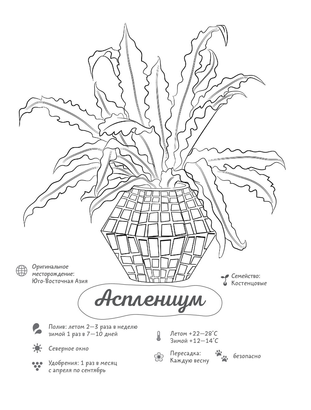 Комнатные растения раскраска