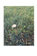 Вайолет, склонившаяся над травою — фото, картинка — 3