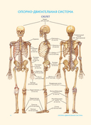 Анатомия человека. Популярный атлас. Самые подробные анатомические изображения — фото, картинка — 3