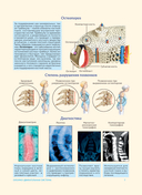 Анатомия человека. Популярный атлас. Самые подробные анатомические изображения — фото, картинка — 6