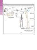 Анатомия и физиология. Нормы и патологии — фото, картинка — 11