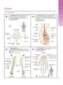 Анатомия и физиология. Нормы и патологии — фото, картинка — 10