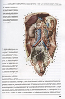 Сосудисто-нервные комплексы тела человека — фото, картинка — 3