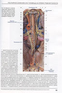 Сосудисто-нервные комплексы тела человека — фото, картинка — 6