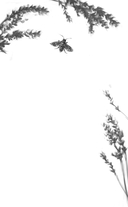 Пчелиный рой — фото, картинка — 9