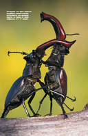 Насекомые. Иллюстрированный гид — фото, картинка — 11