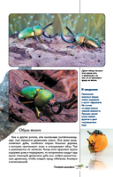 Насекомые. Иллюстрированный гид — фото, картинка — 13