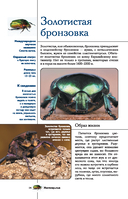 Насекомые. Иллюстрированный гид — фото, картинка — 14