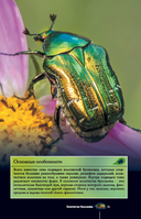 Насекомые. Иллюстрированный гид — фото, картинка — 15