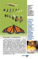 Насекомые. Иллюстрированный гид — фото, картинка — 5