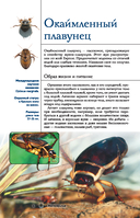 Насекомые. Иллюстрированный гид — фото, картинка — 6