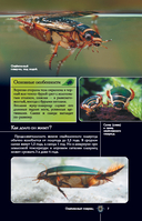 Насекомые. Иллюстрированный гид — фото, картинка — 7