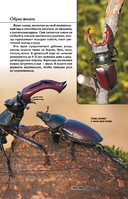 Насекомые. Иллюстрированный гид — фото, картинка — 9