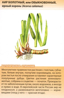 Лекарственные растения от А до Я — фото, картинка — 3