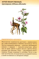 Лекарственные растения от А до Я — фото, картинка — 5