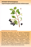 Лекарственные растения от А до Я — фото, картинка — 7