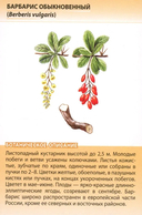 Лекарственные растения от А до Я — фото, картинка — 9