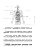 Лимфатический самомассаж. Практики, которые избавят вас от отечности, чувства тяжести и нормализуют пищеварение — фото, картинка — 13