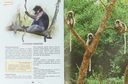 Энциклопедия для детей. Обезьяны — фото, картинка — 2