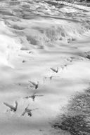 Совы во льдах. Как спасали самого большого филина в мире — фото, картинка — 17