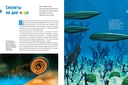 Тайны морей и океанов. Большая иллюстрированная энциклопедия — фото, картинка — 7