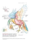 Бестиарий китайской мифологии. Книга гор и морей — фото, картинка — 12