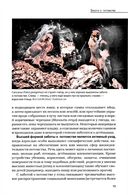 Кукушки мира. Эволюция гнездового паразитизма у птиц — фото, картинка — 9