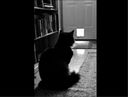 Черная книга темных мыслей кота-философа Анри. Подарок настоящему интроверту — фото, картинка — 2