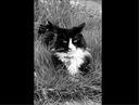 Черная книга темных мыслей кота-философа Анри. Подарок настоящему интроверту — фото, картинка — 7