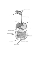 Как понять свой ЖКТ. Распознать симптомы, снизить тревогу, предупредить опасные заболевания — фото, картинка — 12