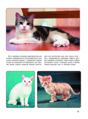 Кошки — фото, картинка — 12