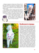 Кошки — фото, картинка — 14