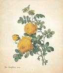 Цветы. Шедевры ботанической иллюстрации Пьер-Жозефа Редуте — фото, картинка — 12