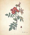 Цветы. Шедевры ботанической иллюстрации Пьер-Жозефа Редуте — фото, картинка — 13