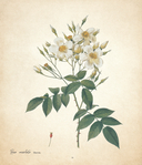 Цветы. Шедевры ботанической иллюстрации Пьер-Жозефа Редуте — фото, картинка — 14