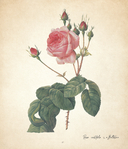 Цветы. Шедевры ботанической иллюстрации Пьер-Жозефа Редуте — фото, картинка — 15