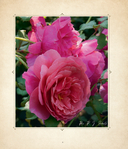 Цветы. Шедевры ботанической иллюстрации Пьер-Жозефа Редуте — фото, картинка — 7