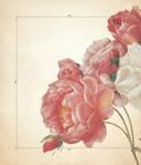 Цветы. Шедевры ботанической иллюстрации Пьер-Жозефа Редуте — фото, картинка — 8