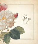 Цветы. Шедевры ботанической иллюстрации Пьер-Жозефа Редуте — фото, картинка — 9