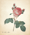 Цветы. Шедевры ботанической иллюстрации Пьер-Жозефа Редуте — фото, картинка — 10