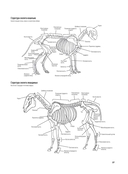 Портреты животных. Рисуем в японской авторской технике — фото, картинка — 3