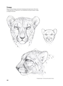 Портреты животных. Рисуем в японской авторской технике — фото, картинка — 8