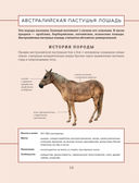 Лошади. Иллюстрированный гид по самым популярным породам — фото, картинка — 12