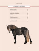 Лошади. Иллюстрированный гид по самым популярным породам — фото, картинка — 3