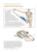 Анатомия асан, раскрывающих бёдра, и наклонов вперёд — фото, картинка — 9