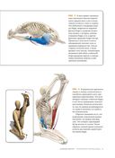 Анатомия асан, раскрывающих бёдра, и наклонов вперёд — фото, картинка — 10