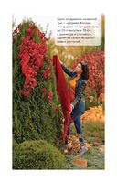 Энциклопедия хвойных растений. Вечнозелёные долгожители в вашем саду — фото, картинка — 14