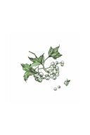 Кулачок — фото, картинка — 25