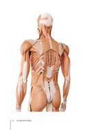 Функциональная анатомия здоровья — фото, картинка — 16